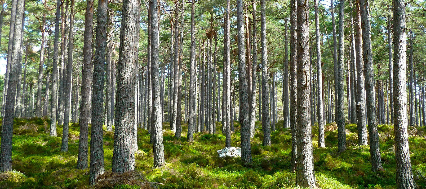 Les valeurs de Trionette Environnement